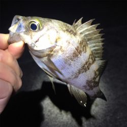 強風の中メバリング