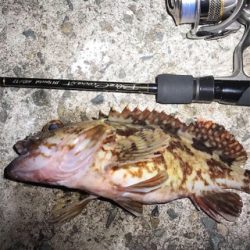 メバル釣れた！の巻