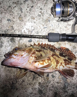 メバル釣れた！の巻