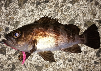 早朝メバリング