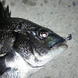 2018年3月20日釣行in須崎埠頭周辺