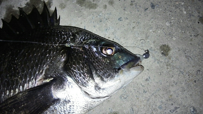 2018年3月20日釣行in須崎埠頭周辺