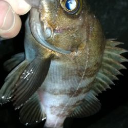 ナイトメバリング