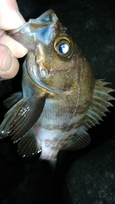 ナイトメバリング