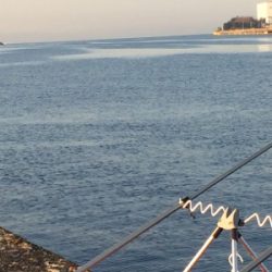 可愛いカレイとキロタコ