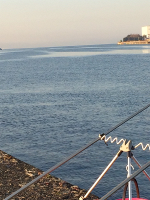 可愛いカレイとキロタコ