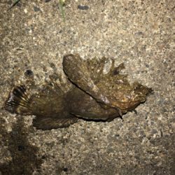 メバルを求めて④