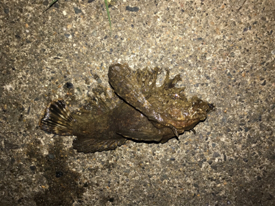 メバルを求めて④