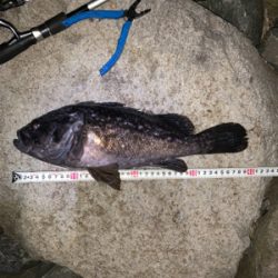 久しぶりのシーバス