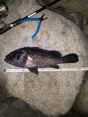 久しぶりのシーバス