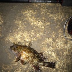 メバル、ガシラに癒される(^.^)