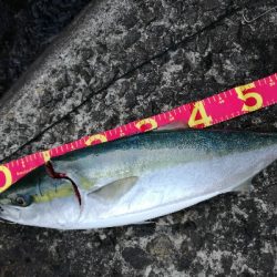 朝マズメメジロ