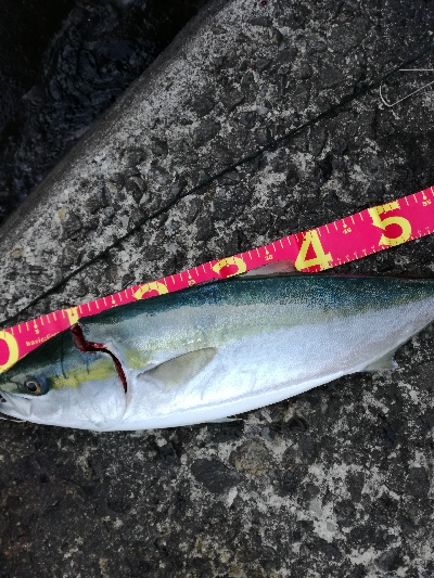 朝マズメメジロ