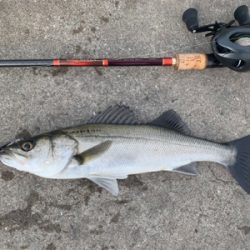 VJにナイスガシラ&シーバス二本