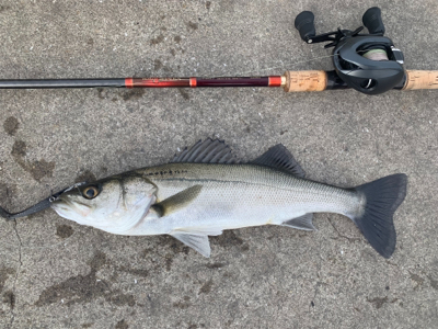 VJにナイスガシラ&シーバス二本