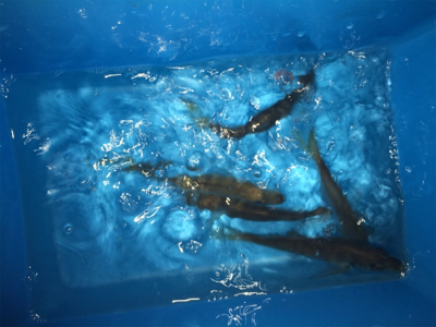 アジングとサビキ