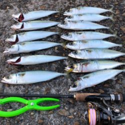 サバサバサバサバサバゲー