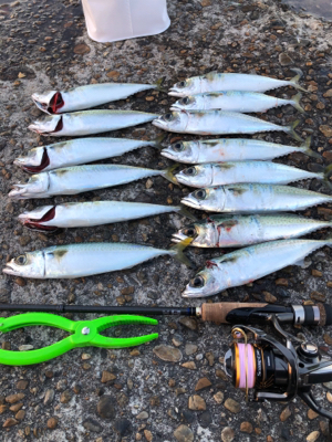 サバサバサバサバサバゲー