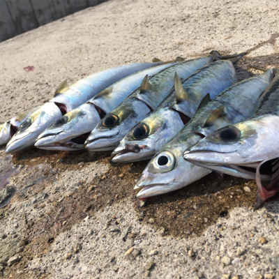 ウルトラライトショアジギング!