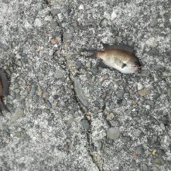 アジはあまり回遊なし