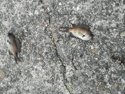 アジはあまり回遊なし