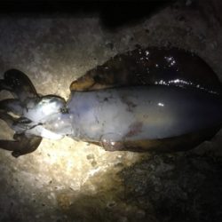 春イカ快釣