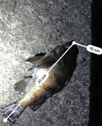 一年ぶりのサイズ!