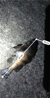 一年ぶりのサイズ!