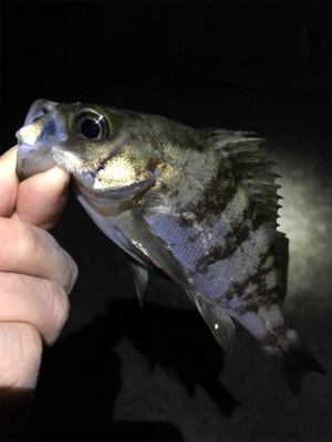 漁港でライトゲーム