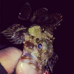 悪条件の中のメバリング