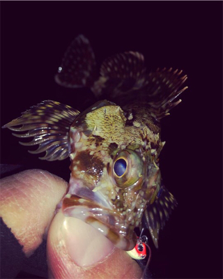 悪条件の中のメバリング