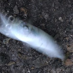 超爆風夕マズメライトゲーム