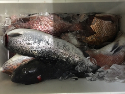 久しぶりの好釣果