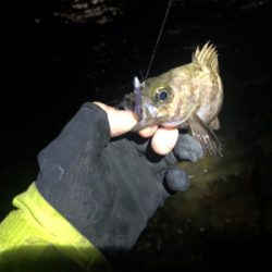 爆!? 泉南メバリング