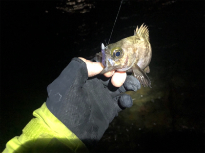 爆!? 泉南メバリング