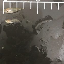 メバル  夜  サビキ  リタックル