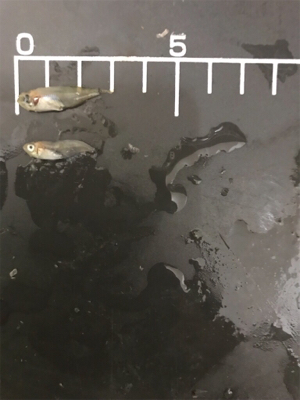 メバル  夜  サビキ  リタックル