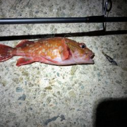 こましなメバル