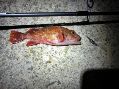 こましなメバル