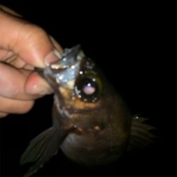 干潮遠投メバリング