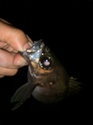 干潮遠投メバリング