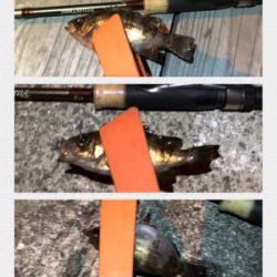 メバリング絶好調！