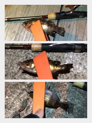 メバリング絶好調！