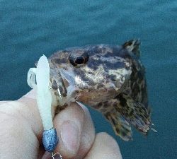 2019年3月28日釣行in御笠川河口