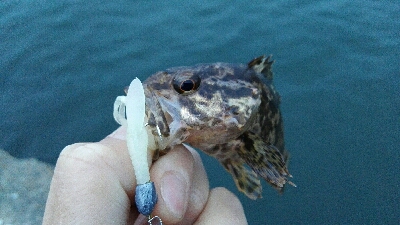 2019年3月28日釣行in御笠川河口
