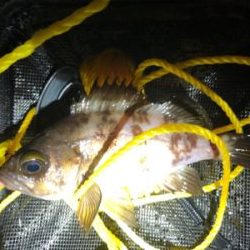 メバルの活性上向き?!