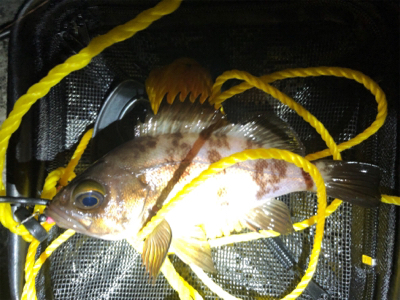 メバルの活性上向き?!