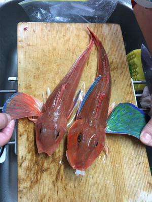 マイボートでタイラバ釣行