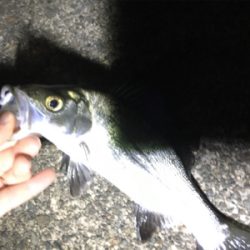 場所替えアジング