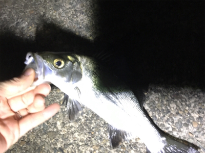 場所替えアジング